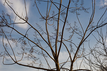 Image showing Tree branches in spring