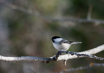 Image showing Marsh tit