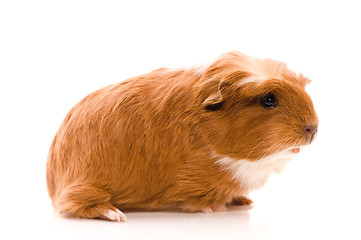 Image showing baby guinea pig
