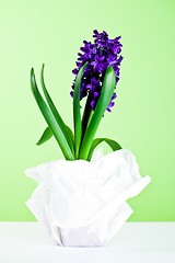 Image showing decorative hyacinth blossom