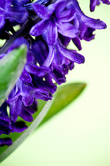 Image showing blue hyacinth 