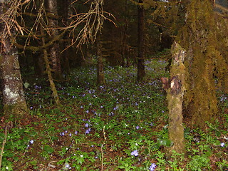 Image showing Flowery thicket