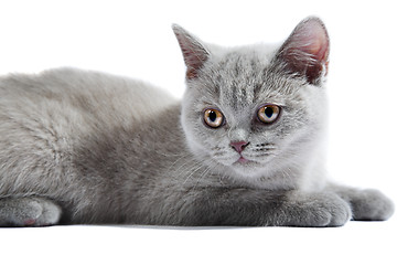 Image showing British kitten