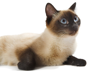 Image showing Siamese cat