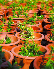 Image showing plant seedlings