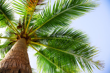 Image showing coconut palm 