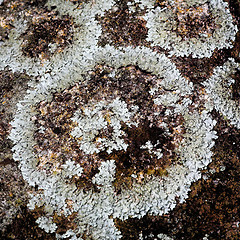 Image showing lichen texture