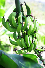 Image showing green bananas 