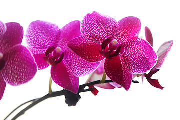 Image showing orchid flower