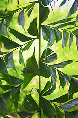 Image showing leaves ornamental pattern 