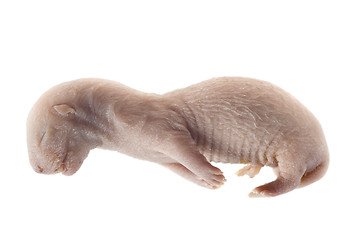 Image showing mink embryo