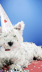 Image showing Dog party