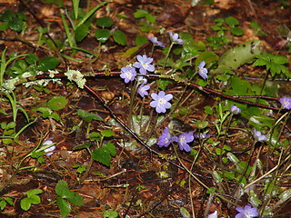 Image showing First flowers