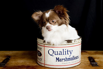 Image showing Chihuahua Marshmallows