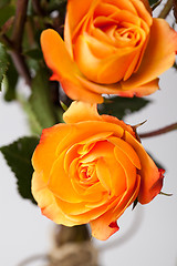 Image showing Orange roses