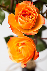 Image showing Orange roses