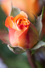 Image showing Orange rose bud