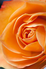 Image showing Extreme close-up of an orange rose