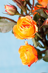 Image showing Orange roses