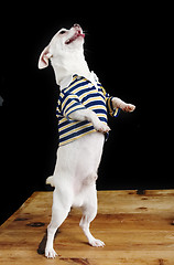 Image showing Trick Chihuahua