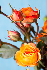 Image showing Orange roses