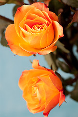 Image showing Orange roses