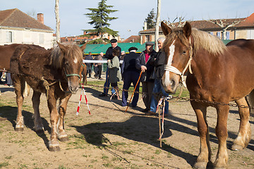 Image showing Horses for sale