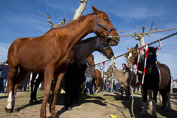 Image showing Brown horse for sale