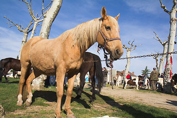 Image showing Horse for sale