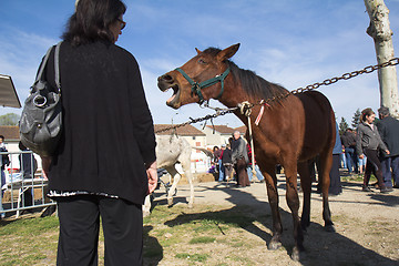 Image showing Horse whinnying