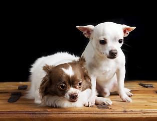 Image showing Cute Chihuahua Pair