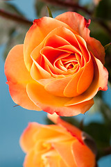 Image showing Orange roses