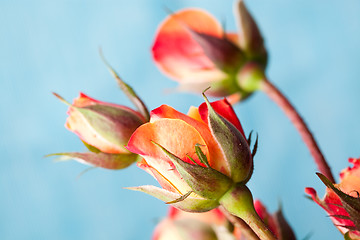 Image showing Orange roses