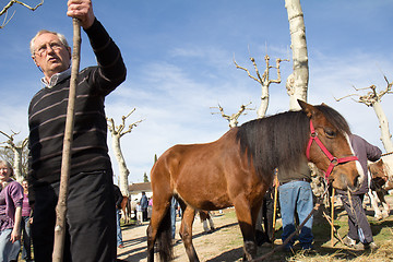 Image showing Fair in horses