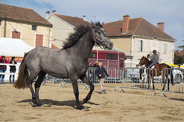 Image showing The child and the horse