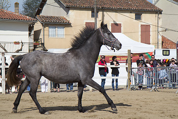 Image showing Wild horse
