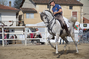 Image showing Show for buyers at the fair in horses