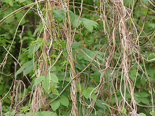 Image showing Wild grapes