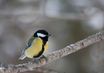 Image showing Great tit