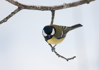 Image showing Great tit