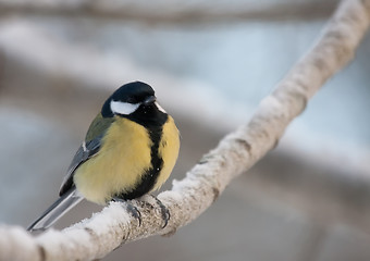 Image showing Great tit