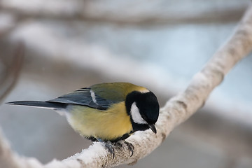 Image showing great tit