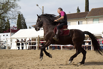 Image showing Minorcan horse