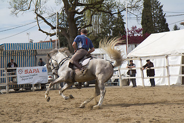 Image showing Show with male rider