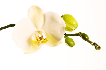 Image showing White orchid on white