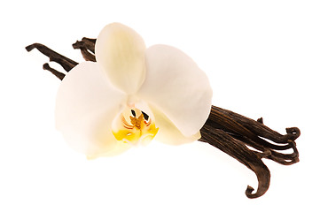 Image showing Vanilla pods and flower