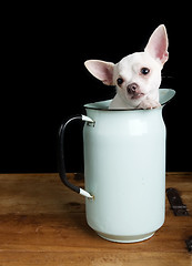 Image showing Sad Chihuahua