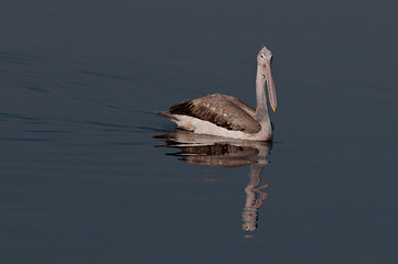 Image showing Spot Billed Pelican