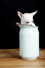 Image showing Shy Chihuahua