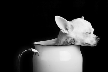 Image showing Resting Chihuahua - Black and White